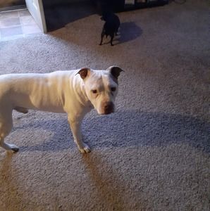 Meet your Posher, Kenny